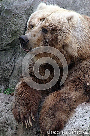 Kodiak Bear Stock Photo