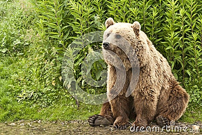 Kodiak bear Stock Photo