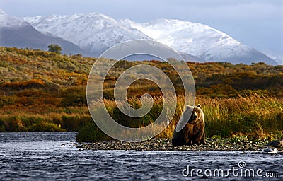 Kodiak brown bear Stock Photo