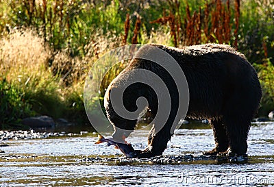 Kodiak Brown Bear Stock Photo