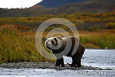 Kodiak brown bear Stock Photo