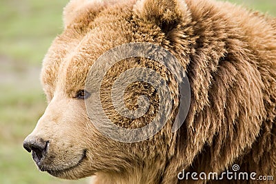 Kodiak brown bear Stock Photo