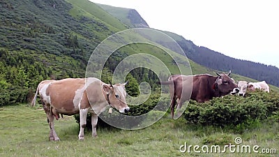 Koe op weide in bergen, de Karpaten, de Oekraïne stock footage Koe op weide in bergen, de Karpaten, de Oekraïne stock footage