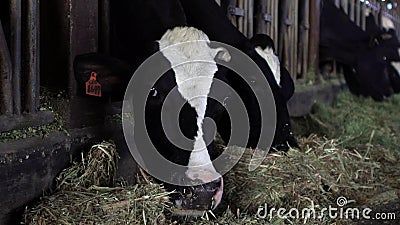 Koe in schuur van een melkveehouderij De koeien van Holstein het voeden De landbouwindustrie stock footage Koe in schuur van een melkveehouderij De koeien van Holstein het voeden De landbouwindustrie stock footage