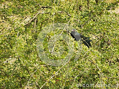 Koel cuckoos bird sitting on a distant tree branch pecking fruits in beak Stock Photo