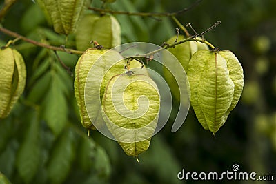 Koelreuteria paniculata or golden raintree Stock Photo