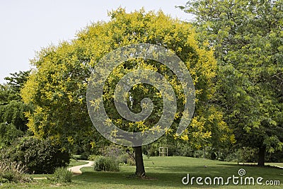 Koelreuteria paniculata in bloom in a park Stock Photo