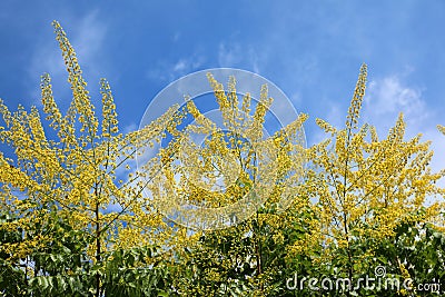 Koelreuteria paniculata. The branches of the plant with Golden f Stock Photo