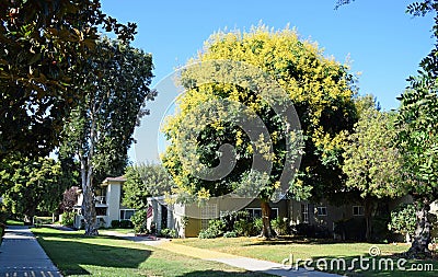 Koelreuteria paniculata or Goldenrain tree. Stock Photo