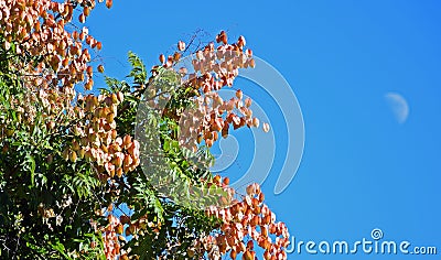 Koelreuteria paniculata or Goldenrain tree. Stock Photo