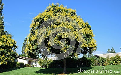 Koelreuteria paniculata or Goldenrain tree. Stock Photo