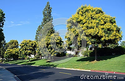 Koelreuteria paniculata or Goldenrain tree. Stock Photo