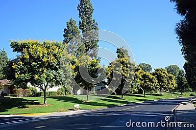 Koelreuteria paniculata or Goldenrain tree. Stock Photo