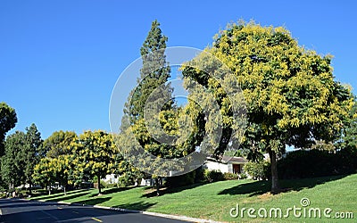 Koelreuteria paniculata or Goldenrain tree. Stock Photo