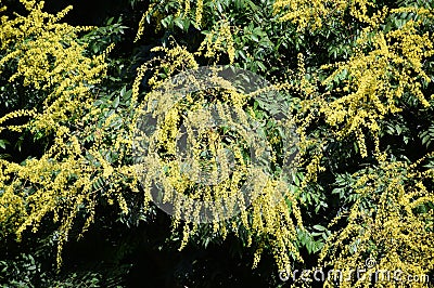 Koelreuteria paniculata or Goldenrain tree. Stock Photo