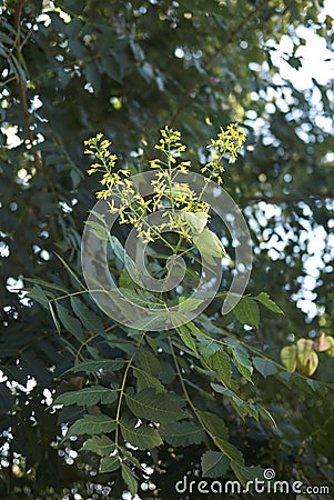 Koelreuteria paniculata yellow flowers Stock Photo