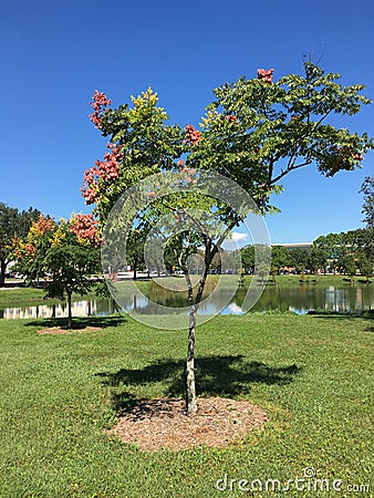 Koelreuteria paniculata tree in Fall Stock Photo