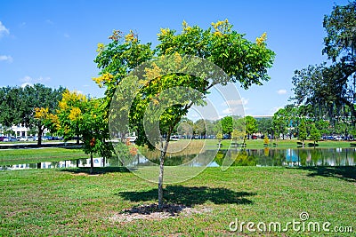 Koelreuteria paniculata tree in Fall Stock Photo