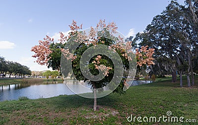 Koelreuteria paniculata tree in Fall Stock Photo