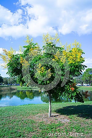 Koelreuteria paniculata tree in Fall Stock Photo