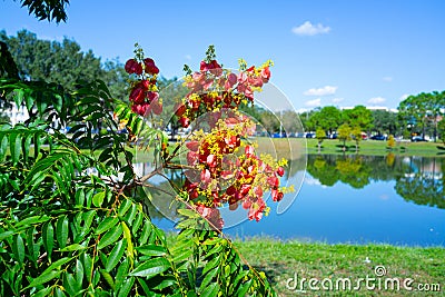 Koelreuteria paniculata tree in Fall Stock Photo