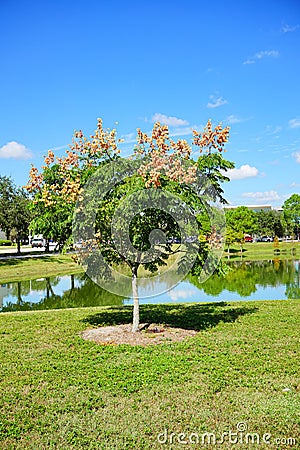 Koelreuteria paniculata tree in Fall Stock Photo