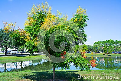 Koelreuteria paniculata tree in Fall Stock Photo