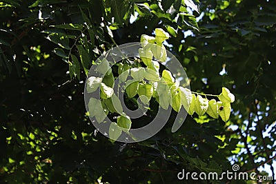 Koelreuteria pankulala or False soap tree - a tree with green boxes like physalis, background Stock Photo