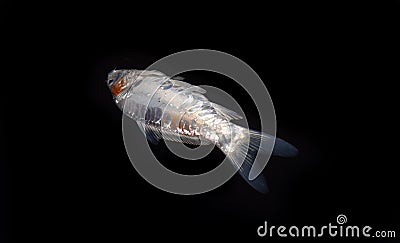 Kohaku Koi fish died due to poor water quality i.e. ammonia poisoning Stock Photo