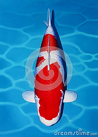 Kohaku Koi Fish. Stock Photo