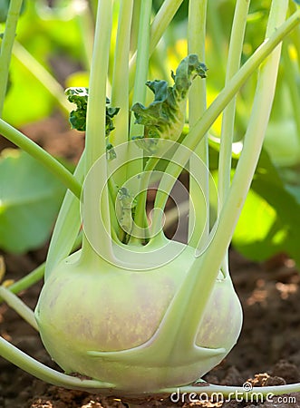 Kohlrabi Stock Photo