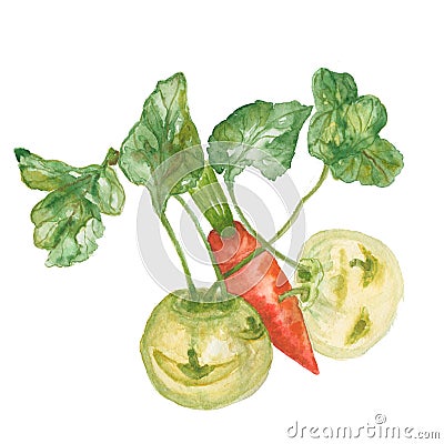 Kohlrabi and carrot isolated Stock Photo