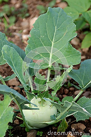 Kohlrabi growing Stock Photo