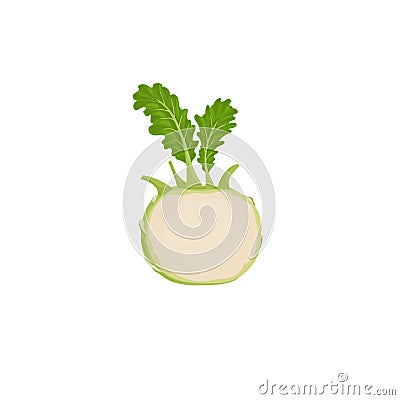 Kohlrabi halved cabbage. Illustration of fresh farm vegetable. Eco turnip cabbage. Vector illustration for markets, prints, packag Vector Illustration