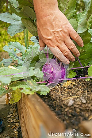 Kohlrabi harvest.Farmer picking vegetables in his own garden.Purple fresh kohlrabi in male hands in a garden. vegetarian Stock Photo