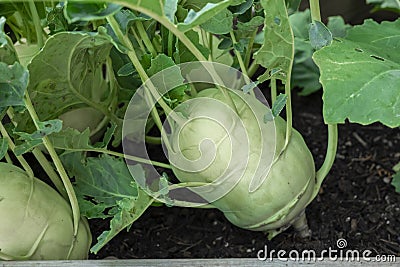 kohlrabi Harvest. kohlrabi rooted in the ground.Ripe kohlrabi with leaves . Organic vegetables.Fresh big kohlrabi from Stock Photo