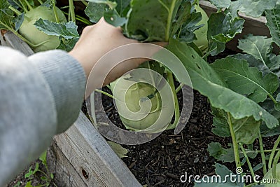 kohlrabi Harvest. kohlrabi rooted in the ground.Ripe kohlrabi with leaves in wooden beds. Organic vegetables. Stock Photo