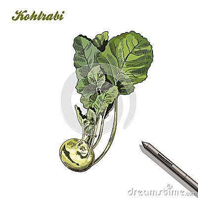 Kohlrabi. harvesting. colored illustration made by hand. Vector Illustration