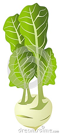 Kohlrabi vector drawing on isolated white background Vector Illustration