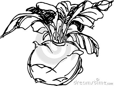 Kohlrabi. Vector illustration Vector Illustration