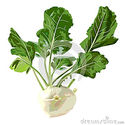 Kohlrabi. Vector Illustration