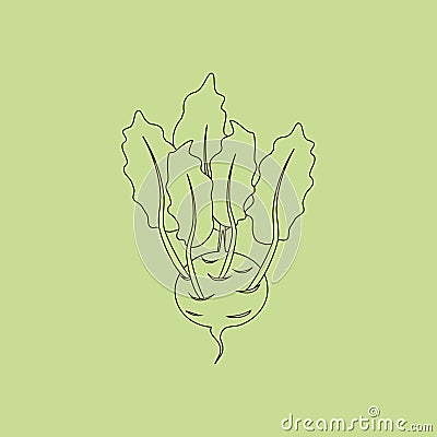 Kohlrabi Vegetable Icon Vector Illustration