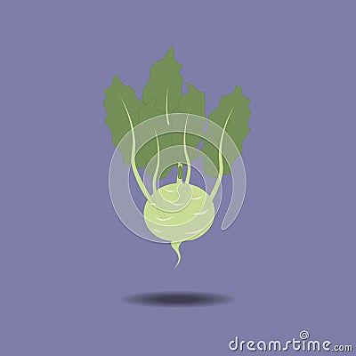 Kohlrabi Vegetable Icon Vector Illustration