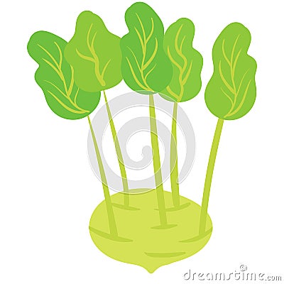 Kohlrabi vegetable, natural healthy organic nutrition product. Vector doodle cartoon flat trendy illustration hand drawn Vector Illustration