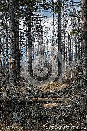 Kohut hill, Stolica mountains, Slovakia, forest calamity Stock Photo