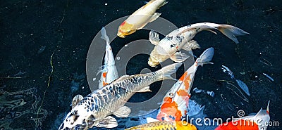 Koi fish swimming in the pond Stock Photo