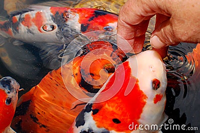 Koi carp Stock Photo