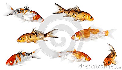 Koi Carp Stock Photo