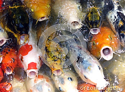 Koi Carp Stock Photo