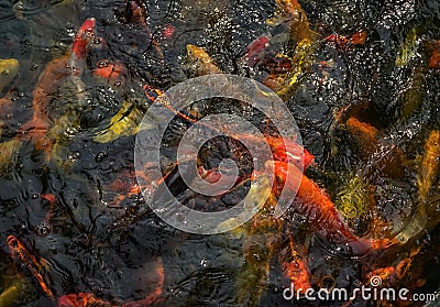 Koi carp feeding Stock Photo